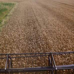 ‘En we zijn weer los’, zegt Maarten Janse, akkerbouwer in Wolphaartsdijk. ‘Zomertarwe met 16,5 procent vocht.’ Foto Schaap