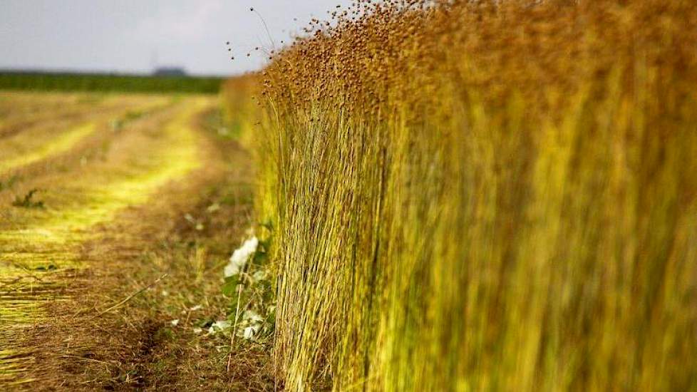 Er lijkt veel zaad van het gewas af te komen, aldus Bertrand Schuiling van Wiersum Plantbreeding.