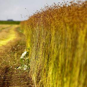 Er lijkt veel zaad van het gewas af te komen, aldus Bertrand Schuiling van Wiersum Plantbreeding.