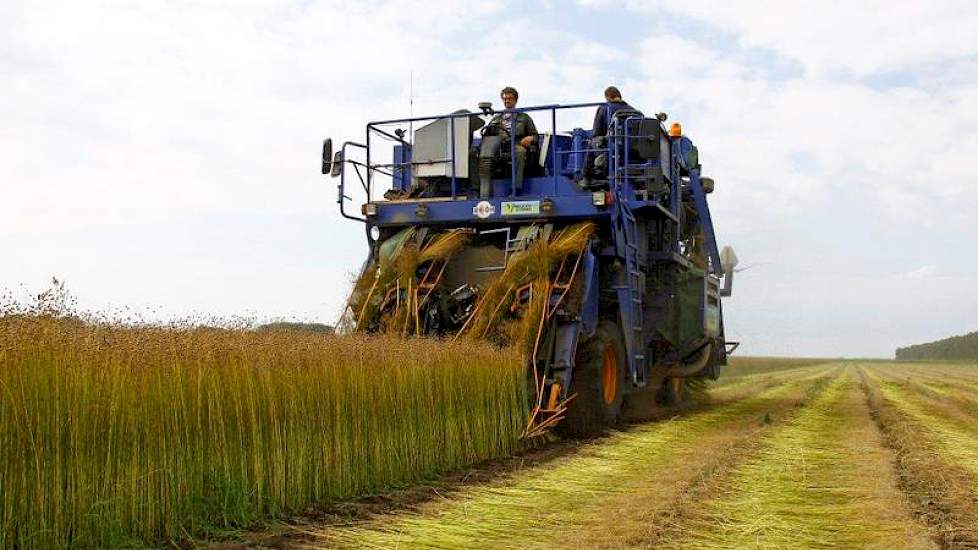 Het vlas wordt voornamelijk gebruikt voor de zaaizaadvermeerdering.