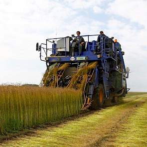 Het vlas wordt voornamelijk gebruikt voor de zaaizaadvermeerdering.