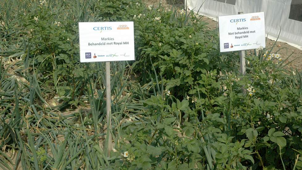 Fokke Smit van Certis gaat in op het belang van het gebruik van MH als opslagbestrijding. In de uienproefveldjes zijn aardappelen gepoot, om de opkomst van opslagplanten na te bootsen. In de perceeltjes waar de aardappelen in het jaar ervoor zijn behandel