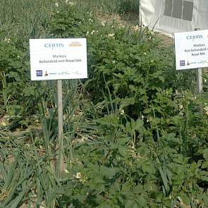 Fokke Smit van Certis gaat in op het belang van het gebruik van MH als opslagbestrijding. In de uienproefveldjes zijn aardappelen gepoot, om de opkomst van opslagplanten na te bootsen. In de perceeltjes waar de aardappelen in het jaar ervoor zijn behandel