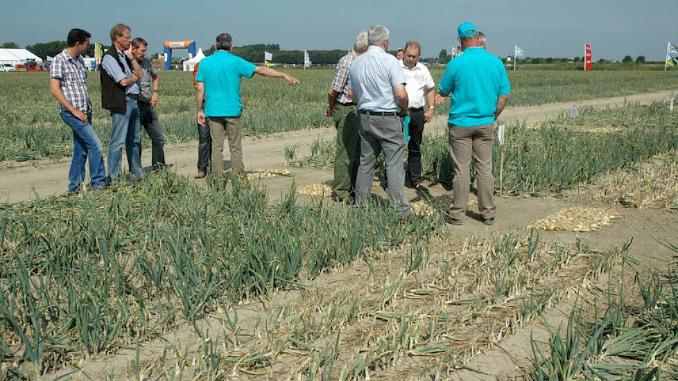 Interpolis demonstreert wat hagelschade in verschillende groeistadia van de uienteelt kan aanrichten, en wat het herstellend vermogen van de uienplant is. ‘Hagel in een perceel in het begin van de bolvorming kan heel veel schade aanrichten’, zegt taxateur