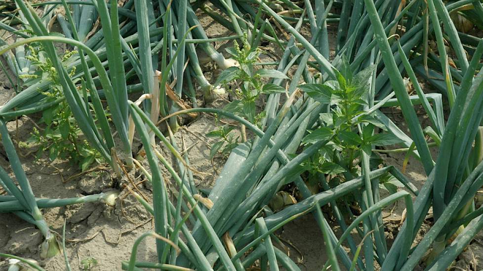 Alleen spuiten met bodemherbiciden is niet voldoende, zegt Johan Brooijmans van Agrifirm Plant bij de onkruidbestrijdingsproef. ‘We moeten corrigeren met contactmiddelen. Deze middelen zorgen echter wel voor een verlating van het gewas.’ In de proef zijn