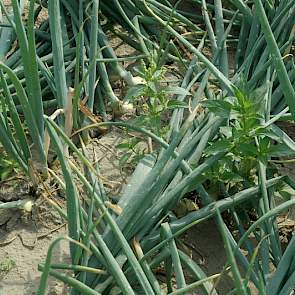 Alleen spuiten met bodemherbiciden is niet voldoende, zegt Johan Brooijmans van Agrifirm Plant bij de onkruidbestrijdingsproef. ‘We moeten corrigeren met contactmiddelen. Deze middelen zorgen echter wel voor een verlating van het gewas.’ In de proef zijn