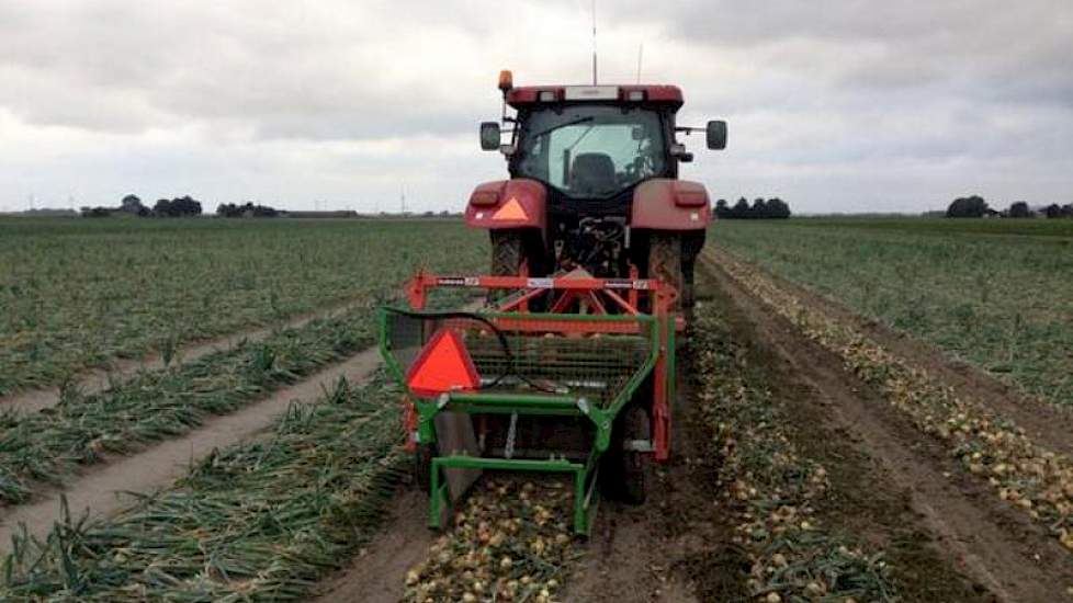 Harry Schreuder uit Swifterbant heeft het eerste rondje uien gerooid. De uien ogen nog wat groen. De akkerbouwer uit Swifterbant verwacht de uien volgende week te laden. ‘Het is nu mooi weer om te rooien en te drogen in het zwad.’