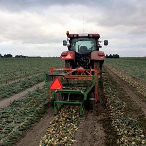 Harry Schreuder uit Swifterbant heeft het eerste rondje uien gerooid. De uien ogen nog wat groen. De akkerbouwer uit Swifterbant verwacht de uien volgende week te laden. ‘Het is nu mooi weer om te rooien en te drogen in het zwad.’