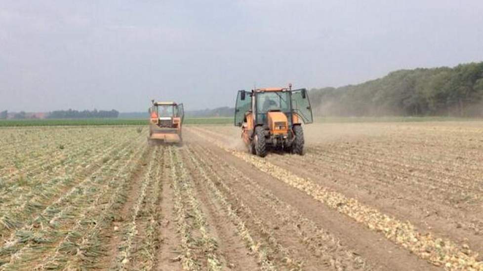 Jaap Jonker van De Groot & Slot legde deze uienrooier in de Noordoostpolder vast. De uien zijn van het ras Hypark. ‘Een mooie grove partij, beetje groenig geoogst.’