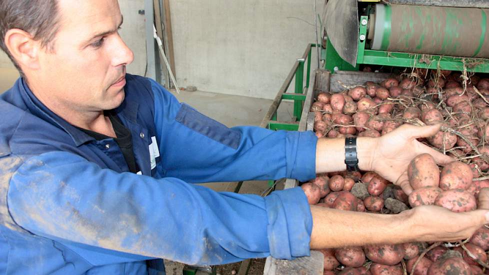 Arno Vael is pootgoedteler in Zaamslag(Zeeuws-Vlaanderen) Hij bekijkt een partij Bartina. De aardappelen zijn behoorlijk grof gegroeid maar dat is geen probleem. De maat kan tot 60 goed afgeleverd worden. Alle aardappels gaan op het bedrijf van Vael in ki