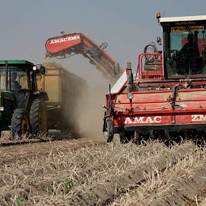 De aardappels worden gerooid door de loonwerker met een zelfrijdende Amac rooier. Het rooien gaat goed maar voor Van der Meer had het wat vochtiger gemogen. Dit perceel is voor het rooien nog beregend waardoor de grond nog iets vochtig is. Toch wordt er m