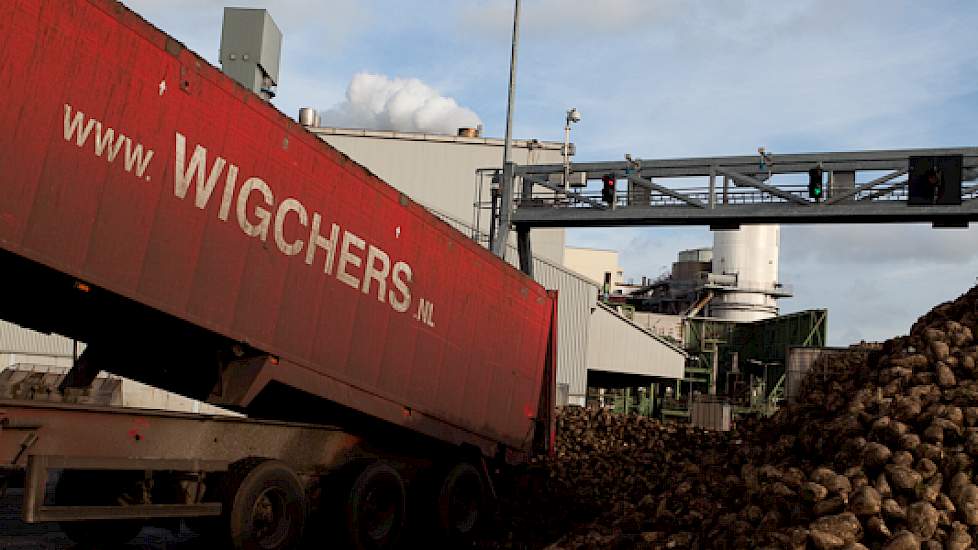 Vrachtwagens van transportbedrijf Wigchers storten bieten bij de fabriek in Hoogkerk. (foto: Suiker Unie)