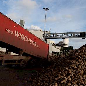 Vrachtwagens van transportbedrijf Wigchers storten bieten bij de fabriek in Hoogkerk. (foto: Suiker Unie)