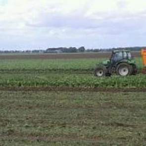 Ook Pieter Dinkla, akkerbouwer in Bellingwolde moest vandaag leveren. Daarom was hij eerder deze week al aan het rooien.