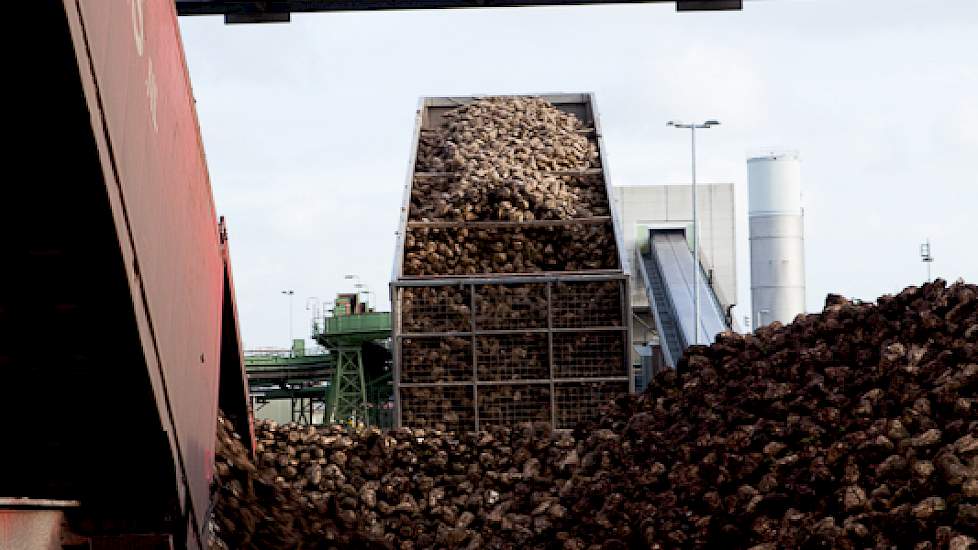 De bieten worden 24 uur per dag aangeleverd. Foto: Suiker Unie