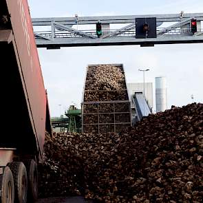 De bieten worden 24 uur per dag aangeleverd. Foto: Suiker Unie