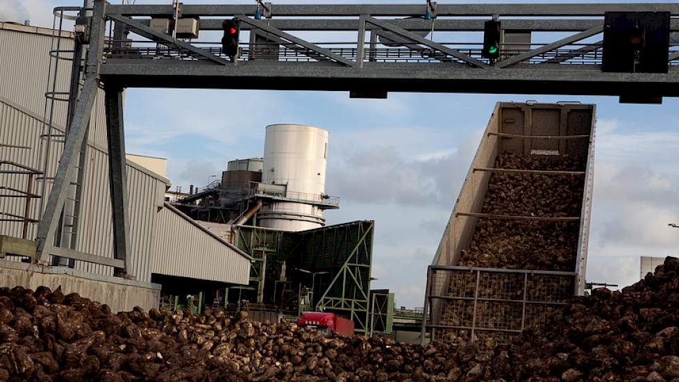 Op basis van de laatste opbrengstverwachting van 12,6 ton suiker verwacht Suiker Unie dat de bietencampagne tot circa 10 januari zal duren. Foto: Suiker Unie