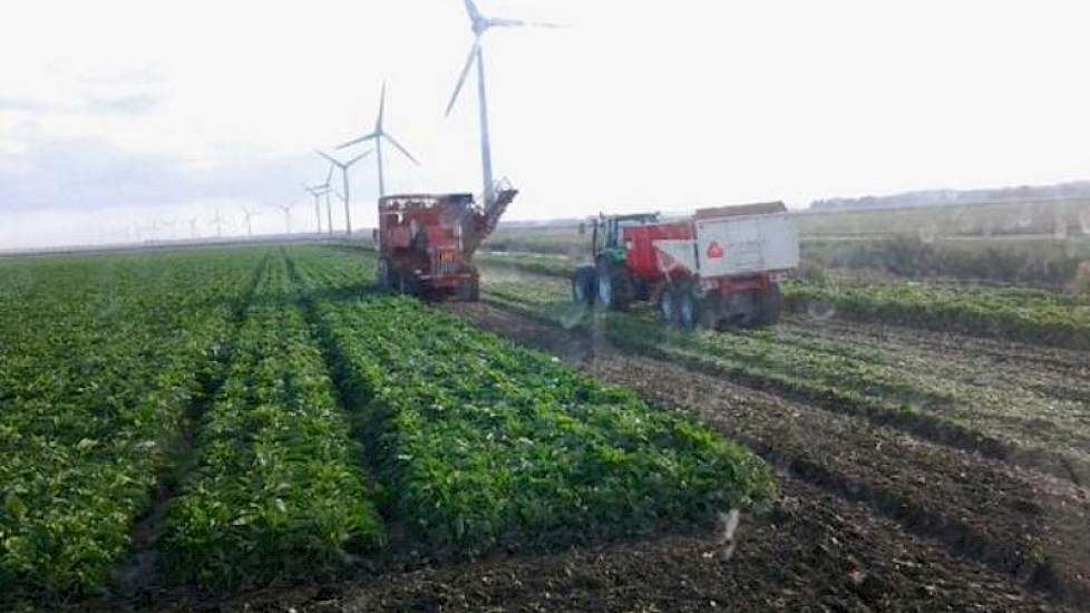 Akkerbouwer Erik Jan Rampen uit Biddinghuizen druk bezig met het rooien van bieten.