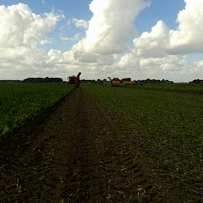 Ondanks de regen gaat het rooien van suikerbieten boven verwachting goed op Voorne-Putten, twittert Erik Roelfsema, districtshoofd Agrarische Dienst Suiker Unie Zuid-Hollandse eilanden en Zuid-Holland vast.
