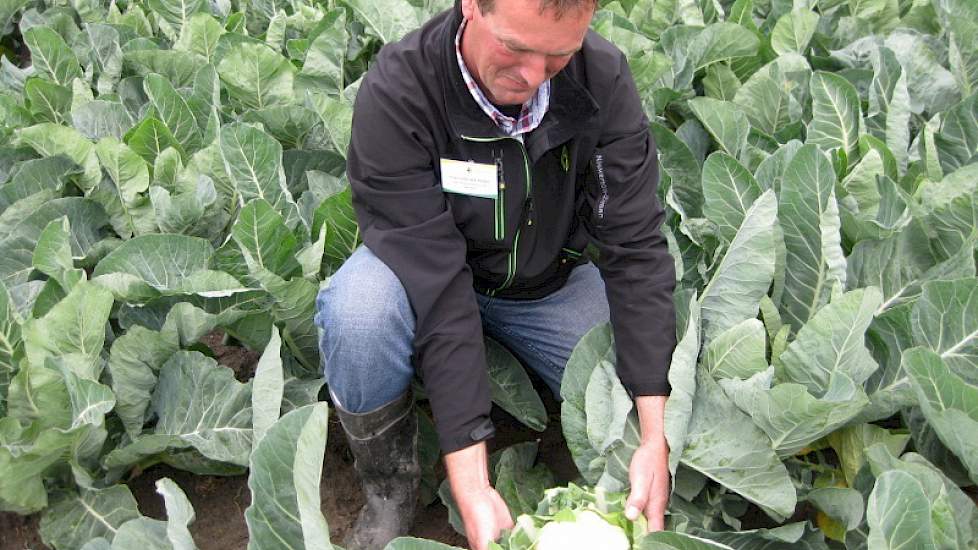 Gewasspecialist Frans van der Ploeg van Nickerson-Zwaan heeft hoge verwachtingen van de bloemkool NiZ 10-605. 'Deze kool blijft ook onder zomerse omstandigheden heel mooi. Dit is een mooie bloemkool voor de versmarkt.'