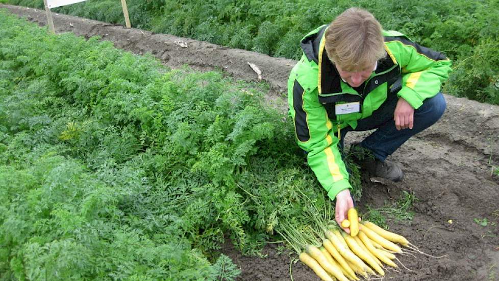 De gele wortel Goldfinger van zusterbedrijf Vilmorin komt in Nederland voorlopig alleen nog op de biologische markt, vertelt Manager Benelux Marion Vissers van NZ.