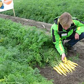 De gele wortel Goldfinger van zusterbedrijf Vilmorin komt in Nederland voorlopig alleen nog op de biologische markt, vertelt Manager Benelux Marion Vissers van NZ.
