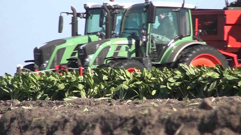 Fendt 516 met Grimme Rootster 604 cichorei rooien Trekkerweb