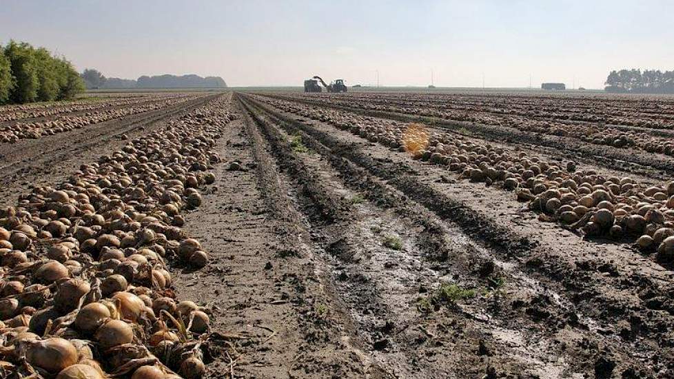 Het perceel is nog vrij nat, omdat er afgelopen vrijdag nog 20 mm regen is gevallen.