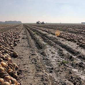 Het perceel is nog vrij nat, omdat er afgelopen vrijdag nog 20 mm regen is gevallen.