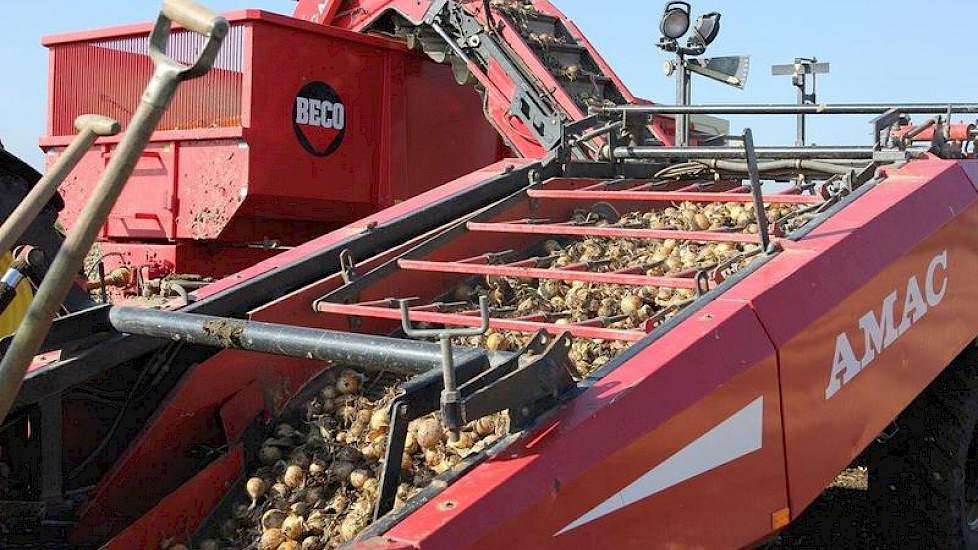 De opbrengst bedraagt ongeveer 70 ton per hectare.