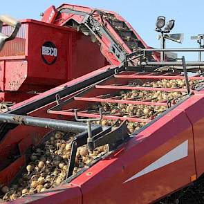De opbrengst bedraagt ongeveer 70 ton per hectare.