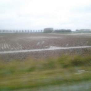 Nils van Tilbeurgh heeft vanmiddag een perceel aardappelen gefotografeerd. ‘Daar springen de tranen van in je ogen’, zegt de akkerbouwer uit Oud Vossemeer.