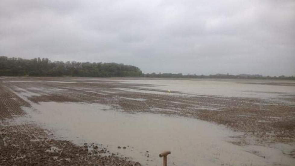 Wateroverlast op een perceel na woelen en zaaien in 1 werkgang, dan aanrollen, na 115 mm regen, waarvan 60 vandaag, twittert Ko Francke.