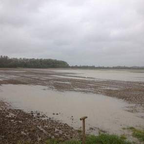 Wateroverlast op een perceel na woelen en zaaien in 1 werkgang, dan aanrollen, na 115 mm regen, waarvan 60 vandaag, twittert Ko Francke.