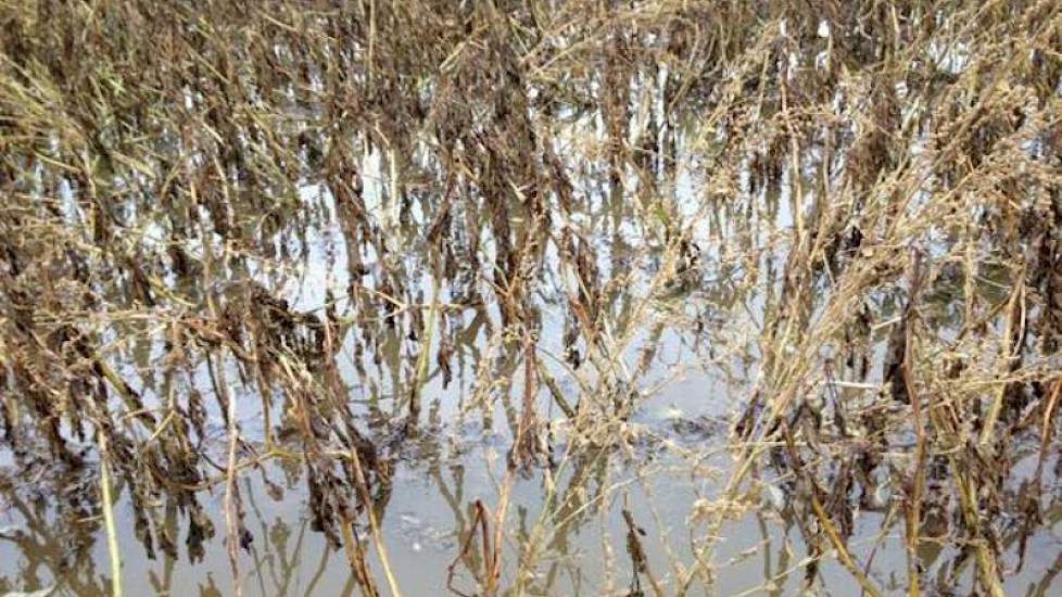 Vandaag de hele dag druk met water aflaten, zegt loonbedrijf Verschoor en Oomen uit Almkerk.