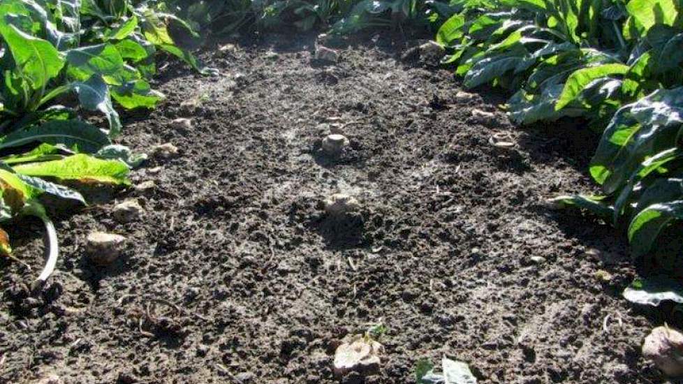 Resultaat van zaaien met 6 km per uur en 2 cm zaaidiepte: opkomst 56% en 132.000 planten per hectare.