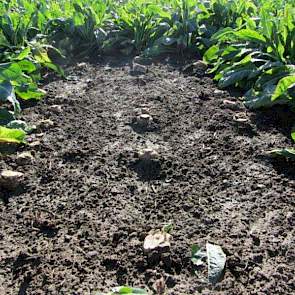 Resultaat van zaaien met 6 km per uur en 2 cm zaaidiepte: opkomst 56% en 132.000 planten per hectare.