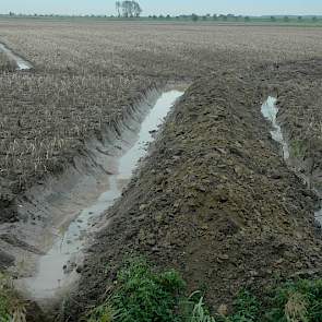 Ook op Schouwen-Duiveland zijn veel geulen te vinden in de kletsnatte percelen. De geulen zijn gegraven met de schep of, zoals op dit perceel, met kranen. Deze geul is zeker 60 cm diep.