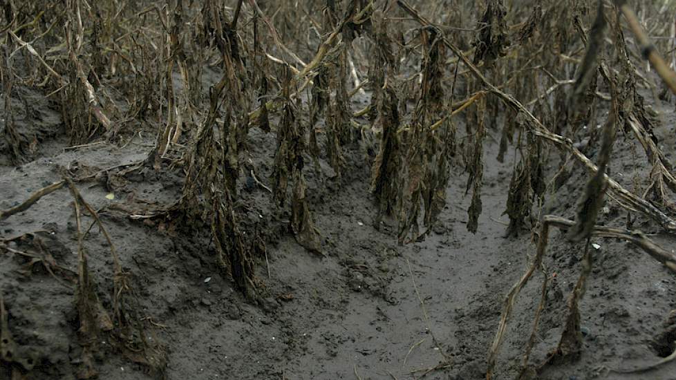 Het water is weg, maar de aardappelruggen zijn nog kletsnat.
