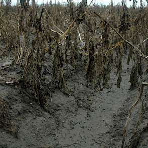Het water is weg, maar de aardappelruggen zijn nog kletsnat.