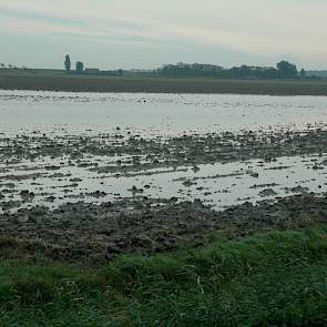 Bij Kats op Noord-Beveland liggen grote plassen water op het land. Ook deze aardappelen waren tijdig gerooid.