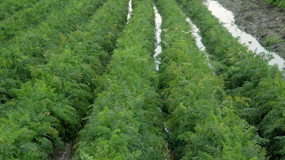 Ook bij Zonnemaire staat water tussen de peenruggen. De totale Zeeuwse peenoogst staat nog op het land.