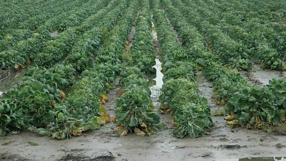 Een perceel spruiten op Schouwen-Duiveland. Ook hier is nog volop water te vinden. De verwachting is dat in de spruitenteelt de schade op veel plaatsen enorm zal zijn. Schouwen-Duiveland hoort bij de zwaarst getroffen gebieden.