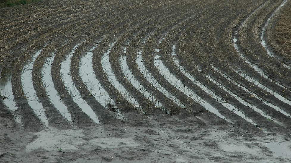 Voor deze aardappelen bij Zonnemaire is het te laat, nu het water na een halve week nog tussen de ruggen staat. De algemene vuistregel is dat aardappelen die langer dan 24 uur onder water staan, verloren zijn. Volgens de ZLTO zit in Zeeland nog een kwart