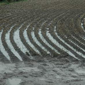Voor deze aardappelen bij Zonnemaire is het te laat, nu het water na een halve week nog tussen de ruggen staat. De algemene vuistregel is dat aardappelen die langer dan 24 uur onder water staan, verloren zijn. Volgens de ZLTO zit in Zeeland nog een kwart