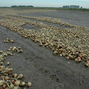 Voor deze uien bij Noordgouwe mag worden gevreesd. De uien waren in het zwad gerooid, maar zijn door het vele water volledig weggespoeld.