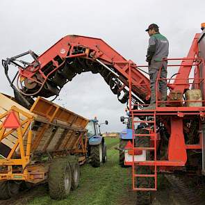 De Witte (staand op de rooier) teelt in totaal 14,2 hectare peen. Het ras dat hier wordt gerooid, is Nerac. Het is de eerste peen van De Witte die wordt gerooid.