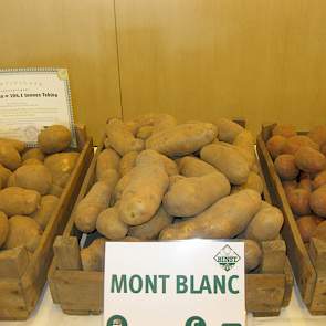 Het Belgische Binst Breeding & Selection werkt veel samen met hobbykwekers. 'Daardoor hoeven we geen investeringen te doen die te groot zijn voor onze schaal', legt Francis Binst uit. Het ras Mont Blanc is een nieuw fritesras, dat resistent is voor alle n