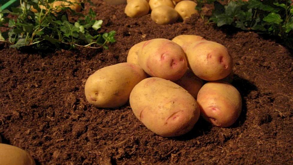 Het ras Carolus wordt op dit moment als ons meest duurzame ras beschouwd, aldus directeur Jan van Hoogen van Agrico. Het handelshuis heeft voor volgend jaar 25 ha pootgoed van deze nieuwe aardappel in de planning staan, waarvan 10 ha biologisch geteeld za