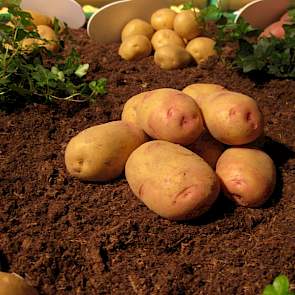 Het ras Carolus wordt op dit moment als ons meest duurzame ras beschouwd, aldus directeur Jan van Hoogen van Agrico. Het handelshuis heeft voor volgend jaar 25 ha pootgoed van deze nieuwe aardappel in de planning staan, waarvan 10 ha biologisch geteeld za